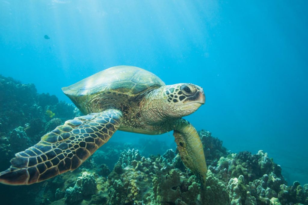 Loggerhead Sea Turtle. Photo courtesy of Adobe Stock