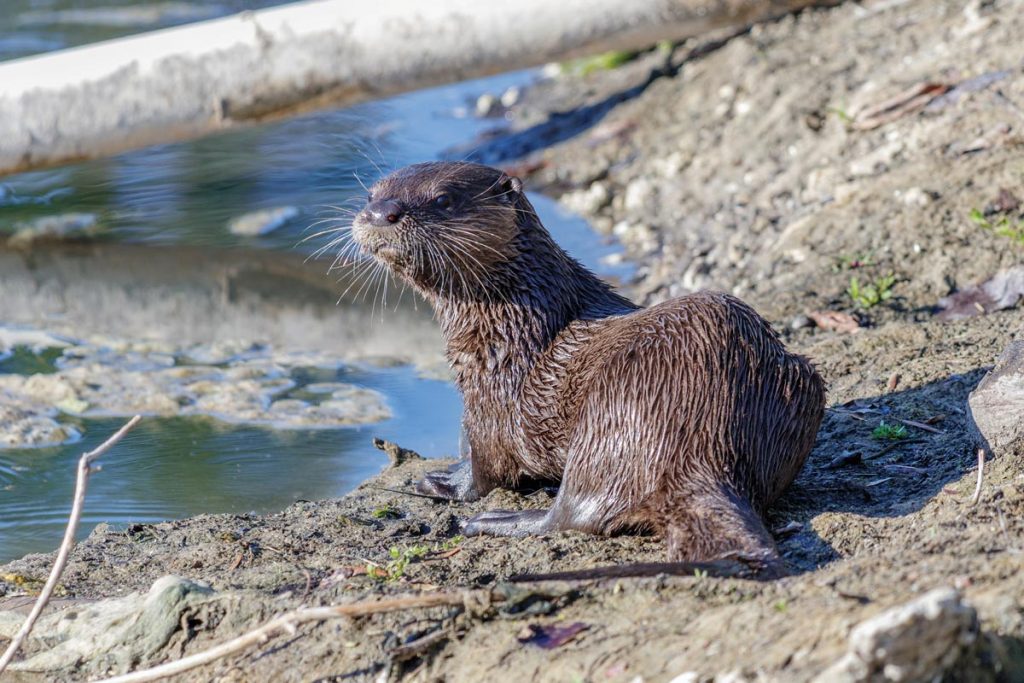 River Otter. Photo courtesy of Adobe Stock