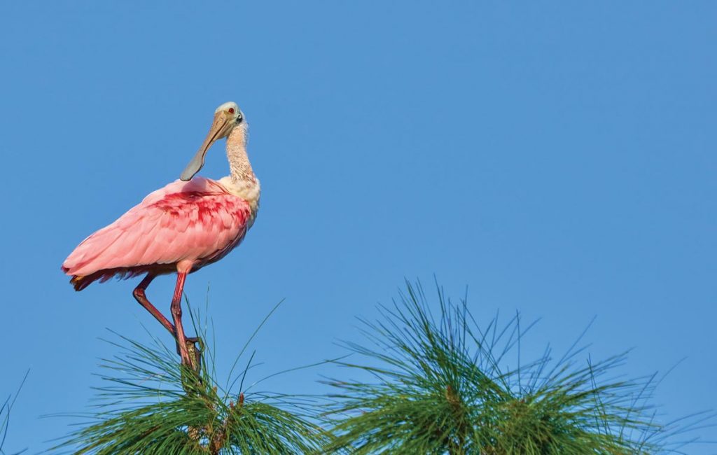 Roseate Spoonbill. Photo courtesy of iStock